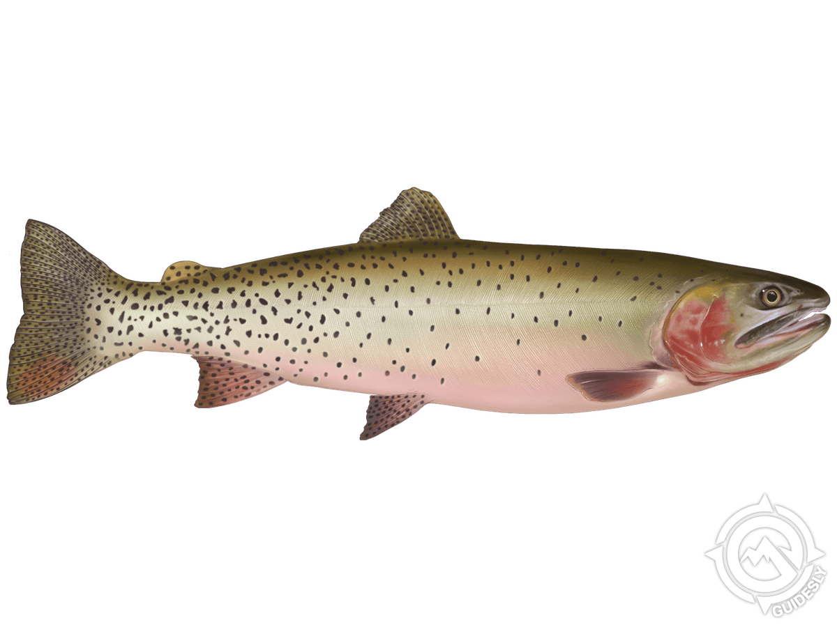 Cutthroat Trout